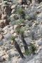 13JoshuaTree - 26